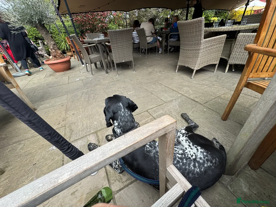 German Shorthaired Pointer dogs for stud: For Stud GSP Black and White - Advert 18