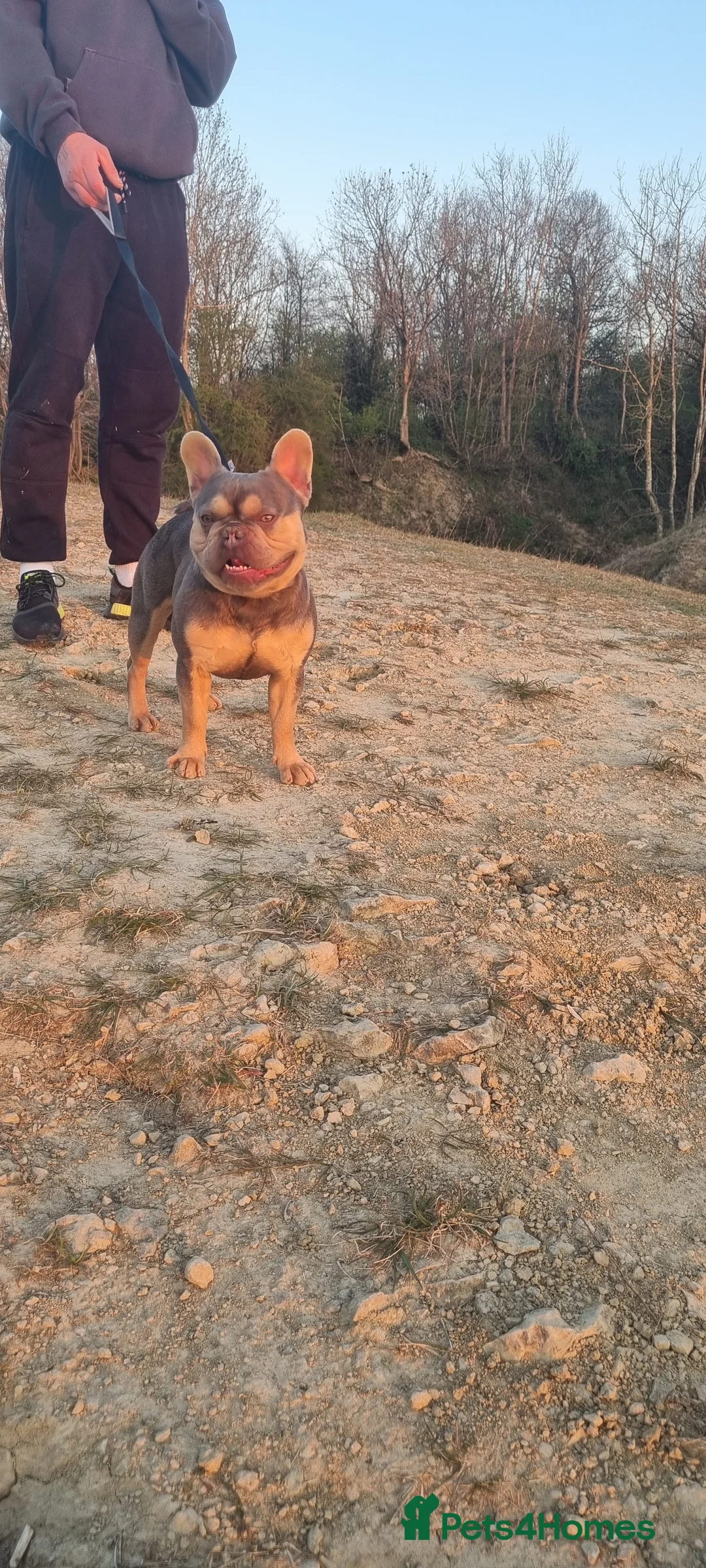 French Bulldog dogs for stud: KC registered fluffy carrier frenchie stud in Dudley - Advert 3