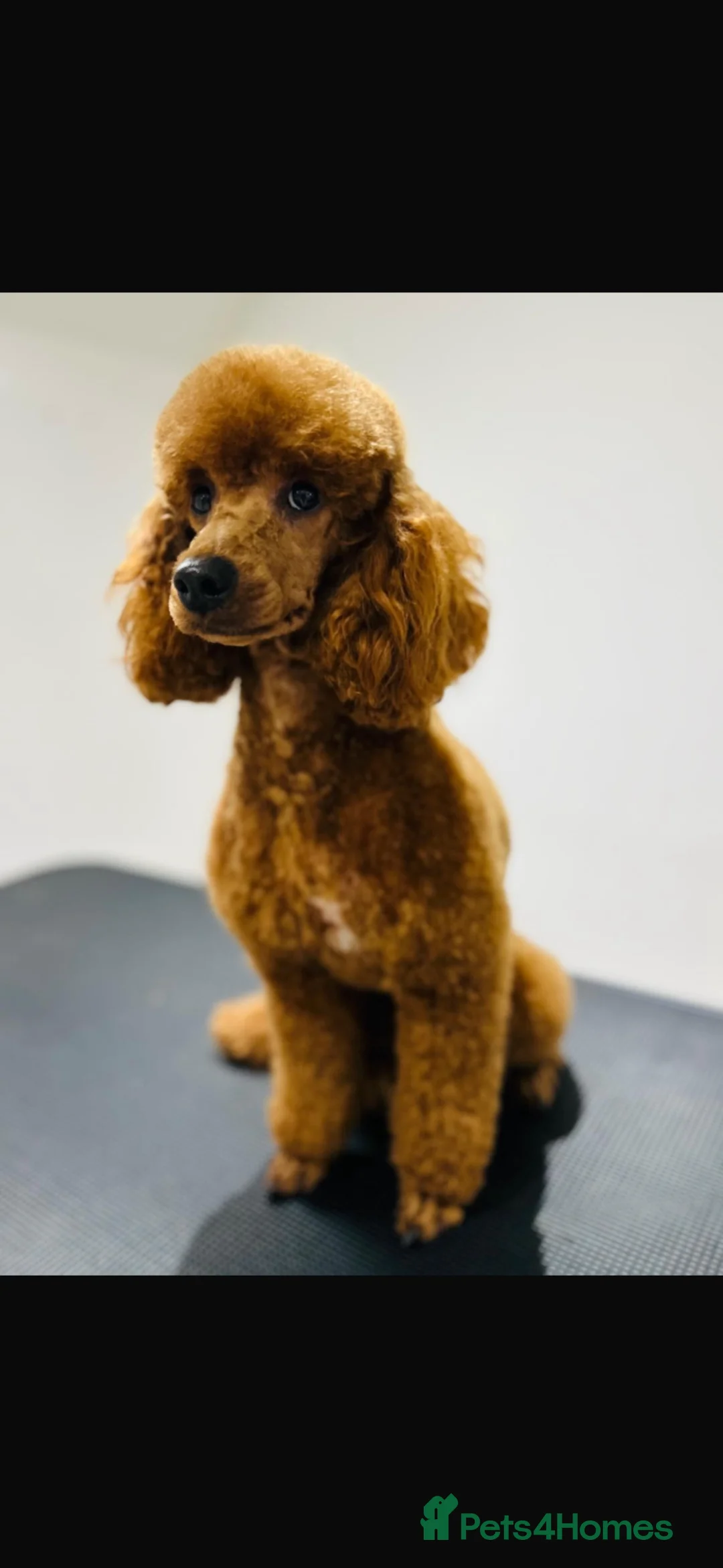 Miniature Poodle dogs for sale: Deep Red Miniature Poodle  - Advert 1