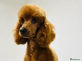 Miniature Poodle dogs Deep Red Miniature Poodle - Advert 13