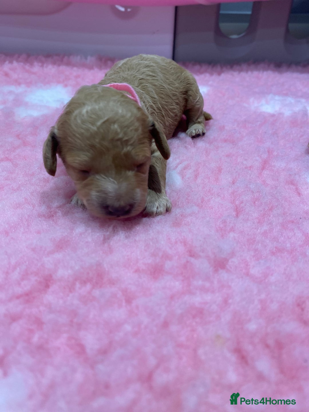 Labradoodle dogs for sale: Multi- Generation Toy/Mini parti Labradoodles   - Advert 23