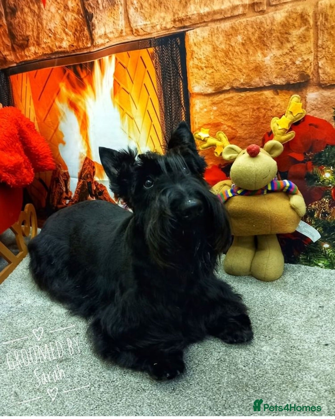 Scottish Terrier dogs for sale: puppies for sale - Advert 2