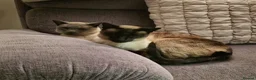 Siamese cats for adoption: Super Friendly Siamese Besties - Advert 4