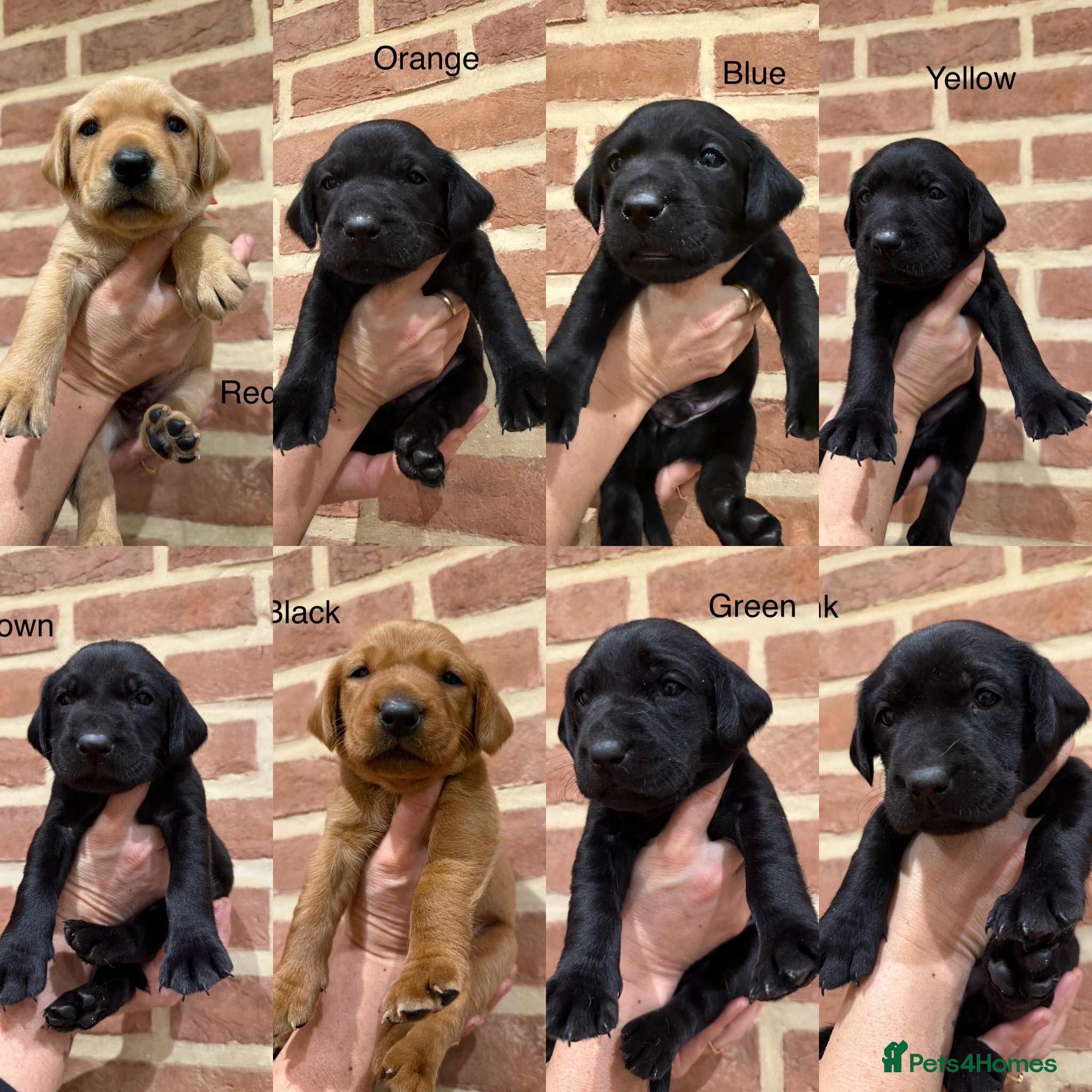 Labrador Retriever dogs KC Registered Labrador Retriever Puppies - Advert 12