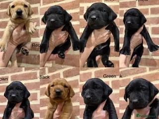 Labrador Retriever dogs KC Registered Labrador Retriever Puppies - Advert 12