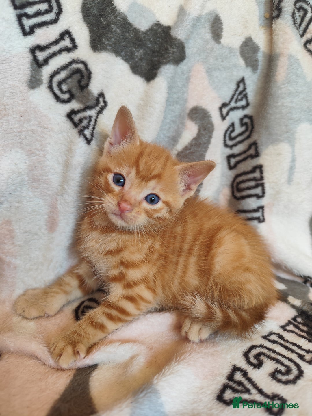 Domestic Shorthair cats for sale: Adorable kittens for sale - Image 2
