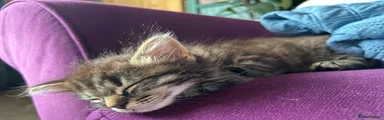 Girl - tabby, medium haired
