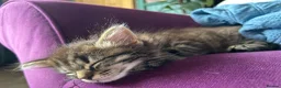 Mixed Breed cats for sale: 3 beautiful kitties. Playful and brave! - Advert 10