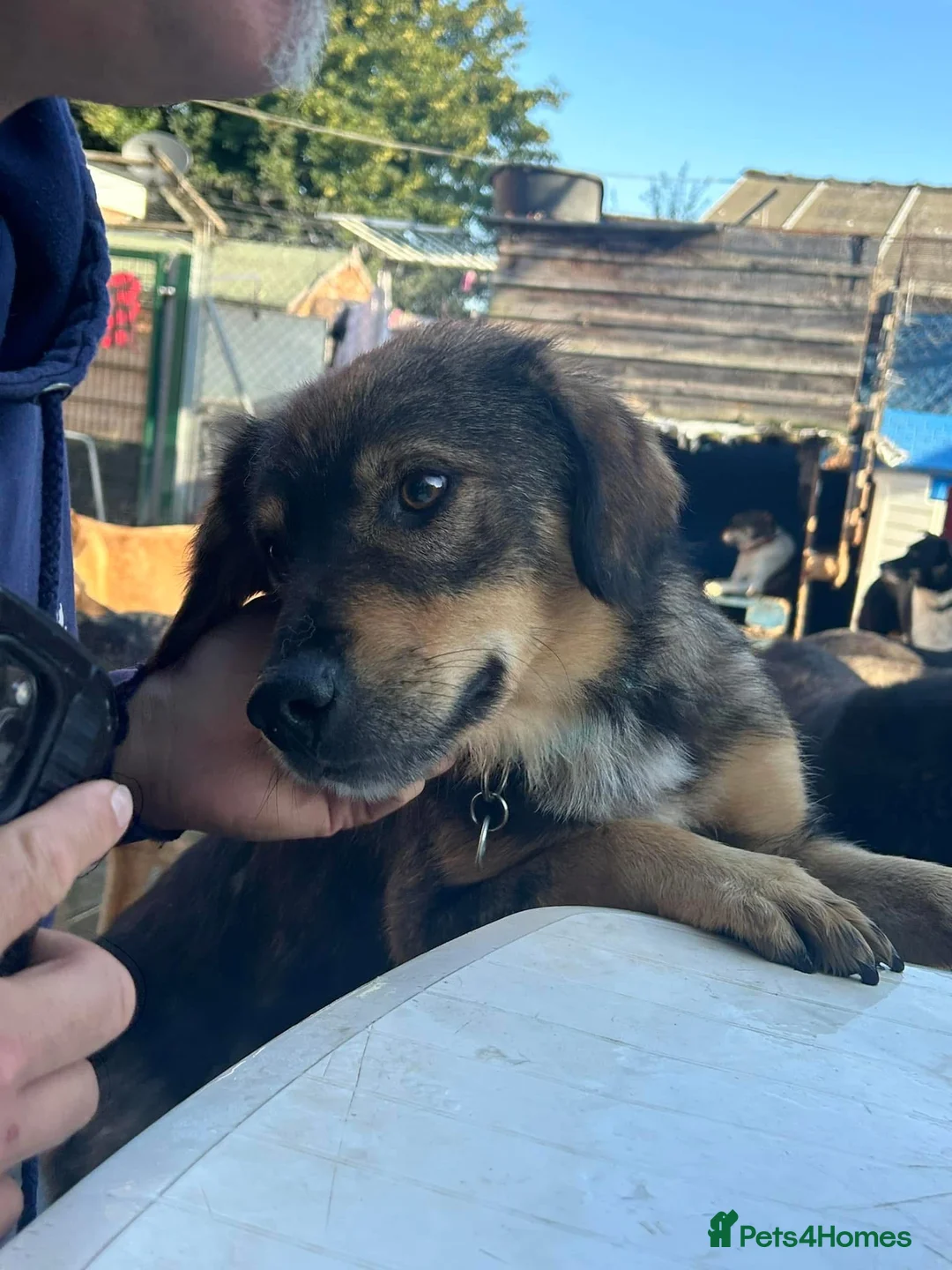 Mixed Breed dogs for adoption: Hovis - Norwich Norfolk  in Norwich - Advert 30