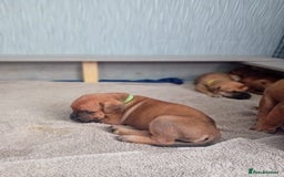 Mixed Breed dogs for sale: Bullmastiff X Puppies - Image 24