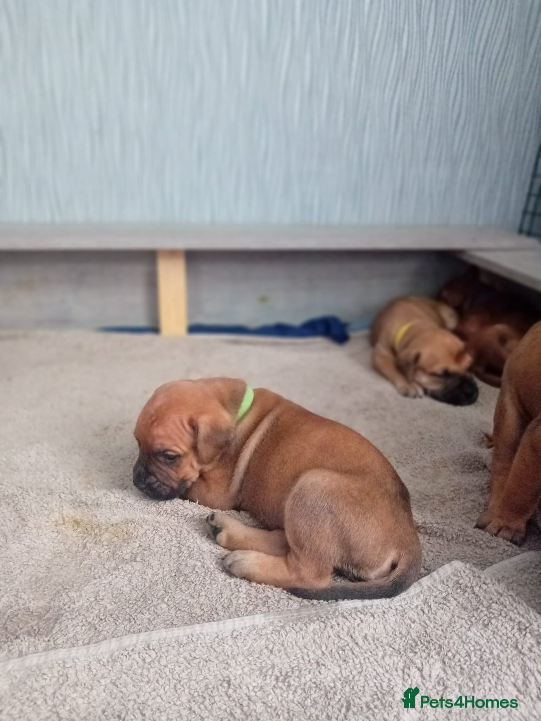 Mixed Breed dogs for sale: Bullmastiff X Puppies - Image 24