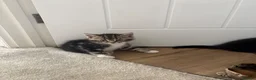 Mixed Breed cats for sale: Small litter of 3 girl kittens  - Advert 7