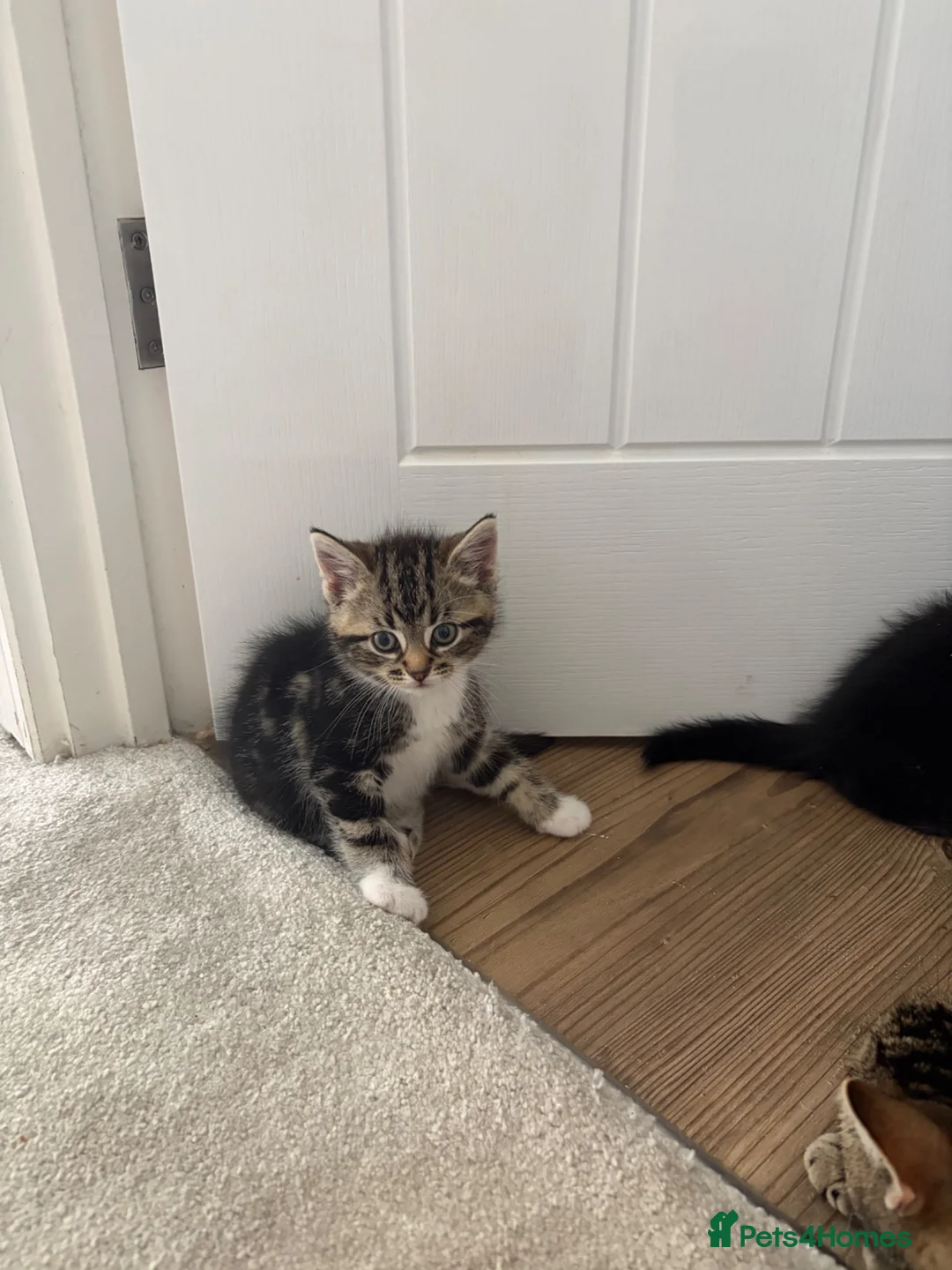 Mixed Breed cats for sale: Small litter of 3 girl kittens  - Advert 7