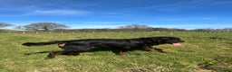 Rottweiler dogs for sale: Stunning chunky Rottweiler puppies - Advert 6