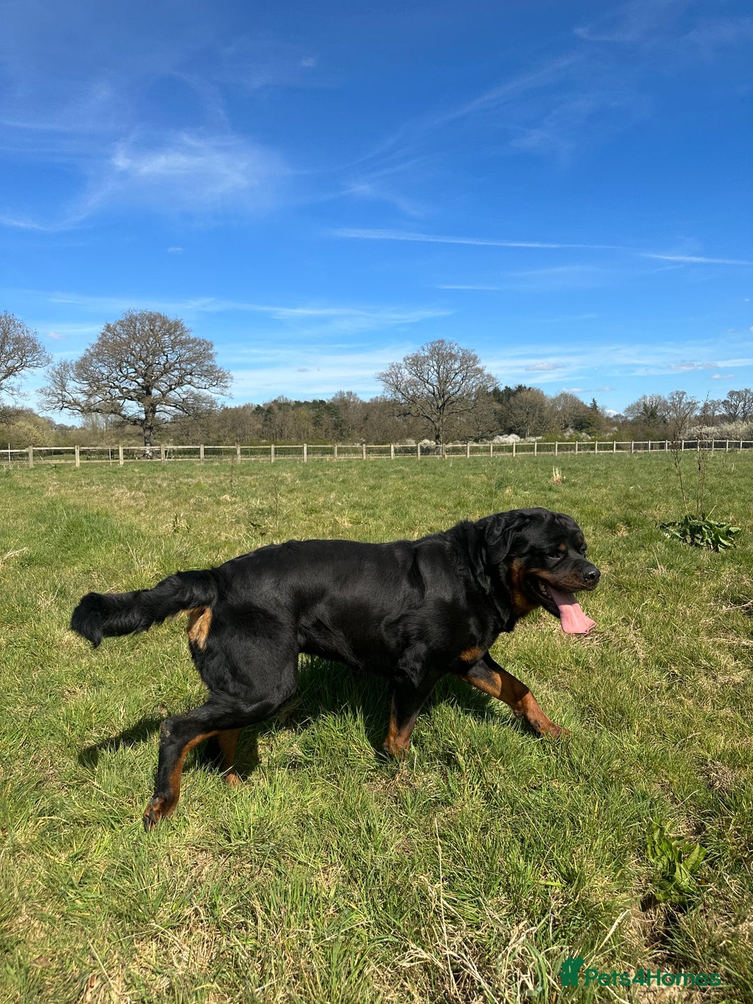 Rottweiler dogs for sale: Stunning chunky Rottweiler puppies - Image 5