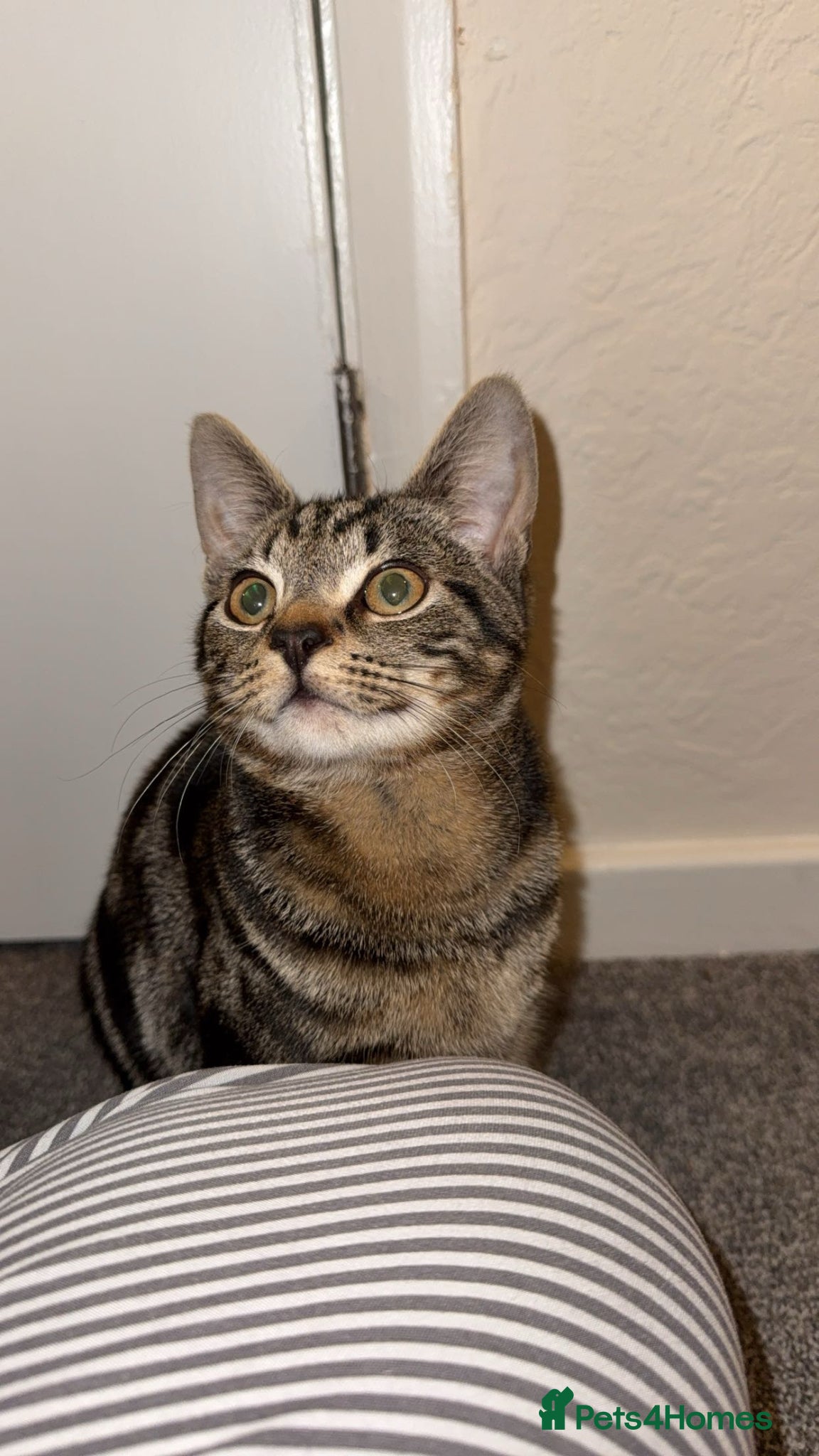 British Shorthair cats for sale: Leo needs a forever home in Wrexham - Advert 3