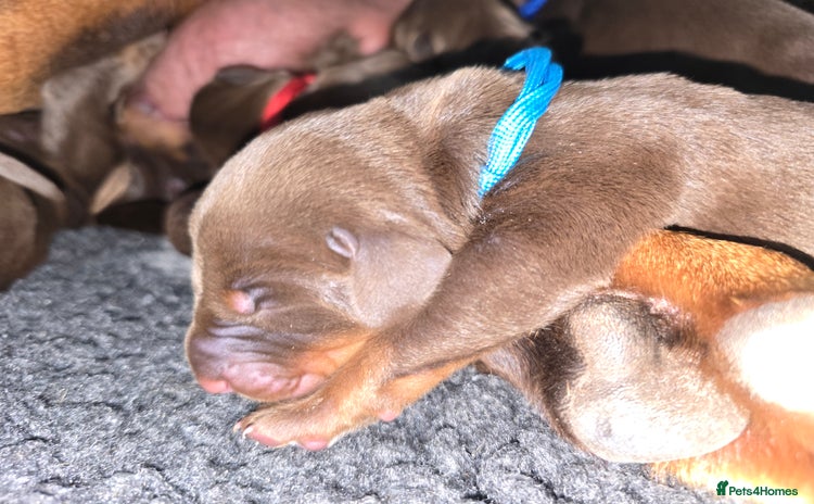 Dobermann dogs - Advert 16