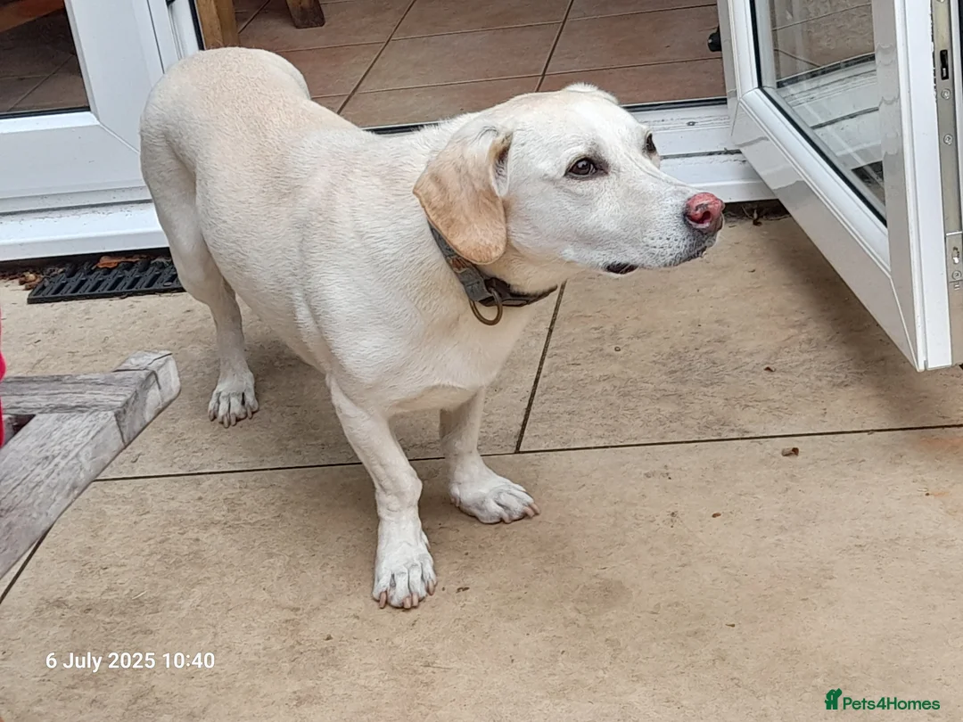 Mixed Breed dogs for adoption: Poppy Looking For Her Forever Home  - Advert 13