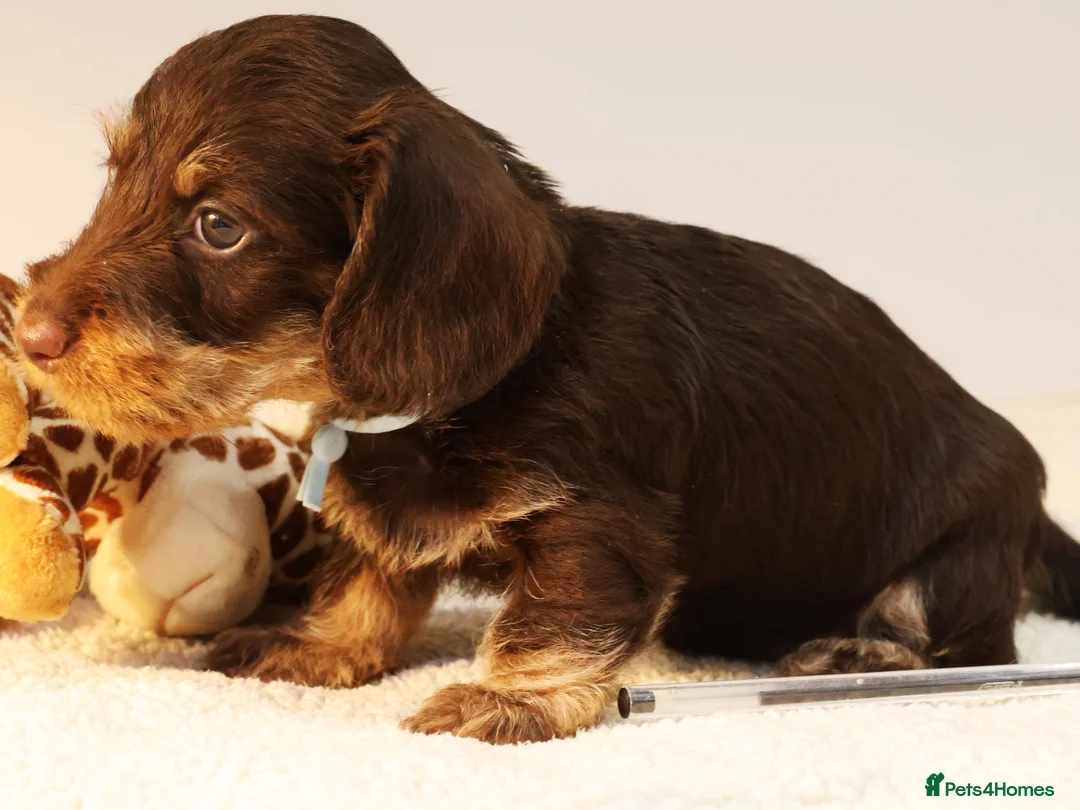 Miniature Dachshund dogs for sale: Choco+Wirehaired+5*Licensed+Kc+Praclear+Vetchecked - Advert 29