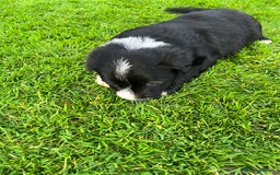 Bearded Collie dogs for sale: Six beautiful Beardie puppies for sale - Image 12