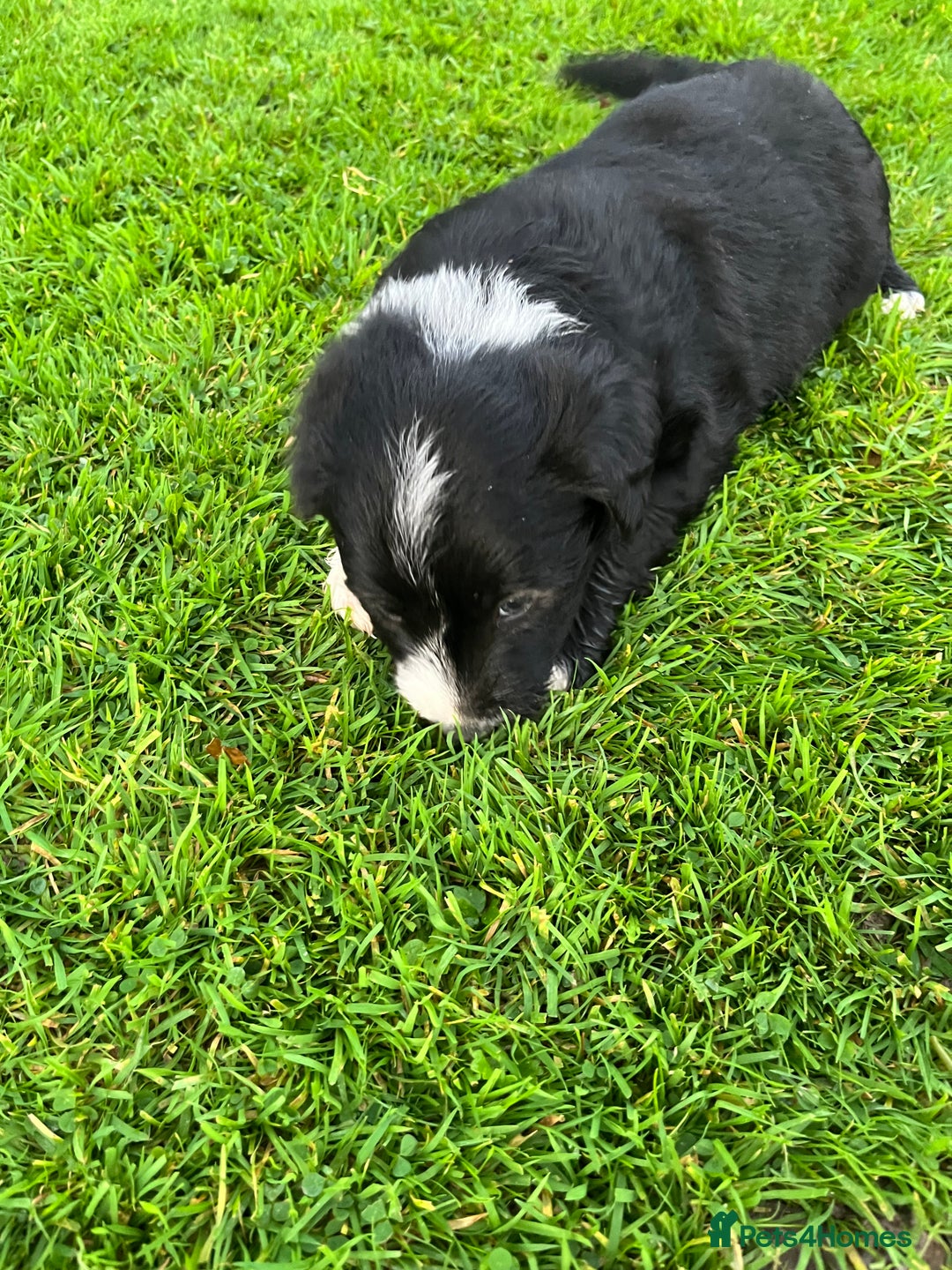 Bearded Collie dogs for sale: Six beautiful Beardie puppies for sale - Image 12