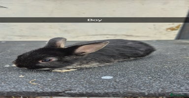 Lionhead rabbits - Advert 4