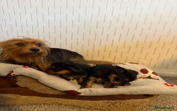 Yorkshire Terrier dogs for sale: Yorkshire Terrier puppies  - Image 15
