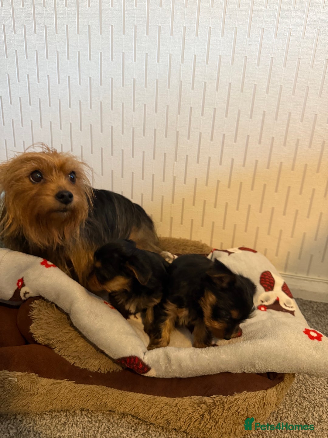 Yorkshire Terrier dogs for sale: Yorkshire Terrier puppies  - Image 15