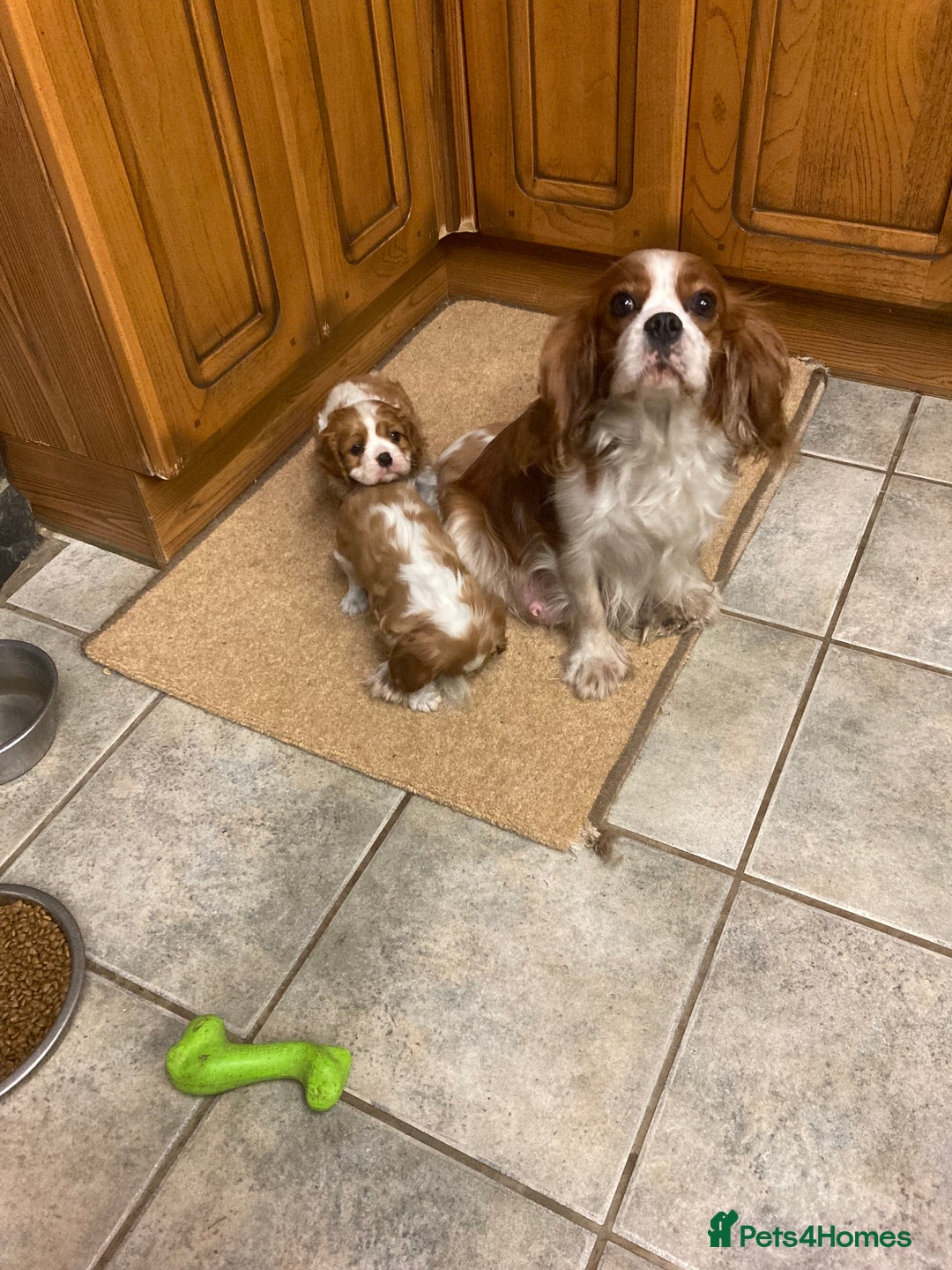 Cavalier King Charles Spaniel dogs for sale: 4 month old blenheim boy - health tested parents - Advert 2