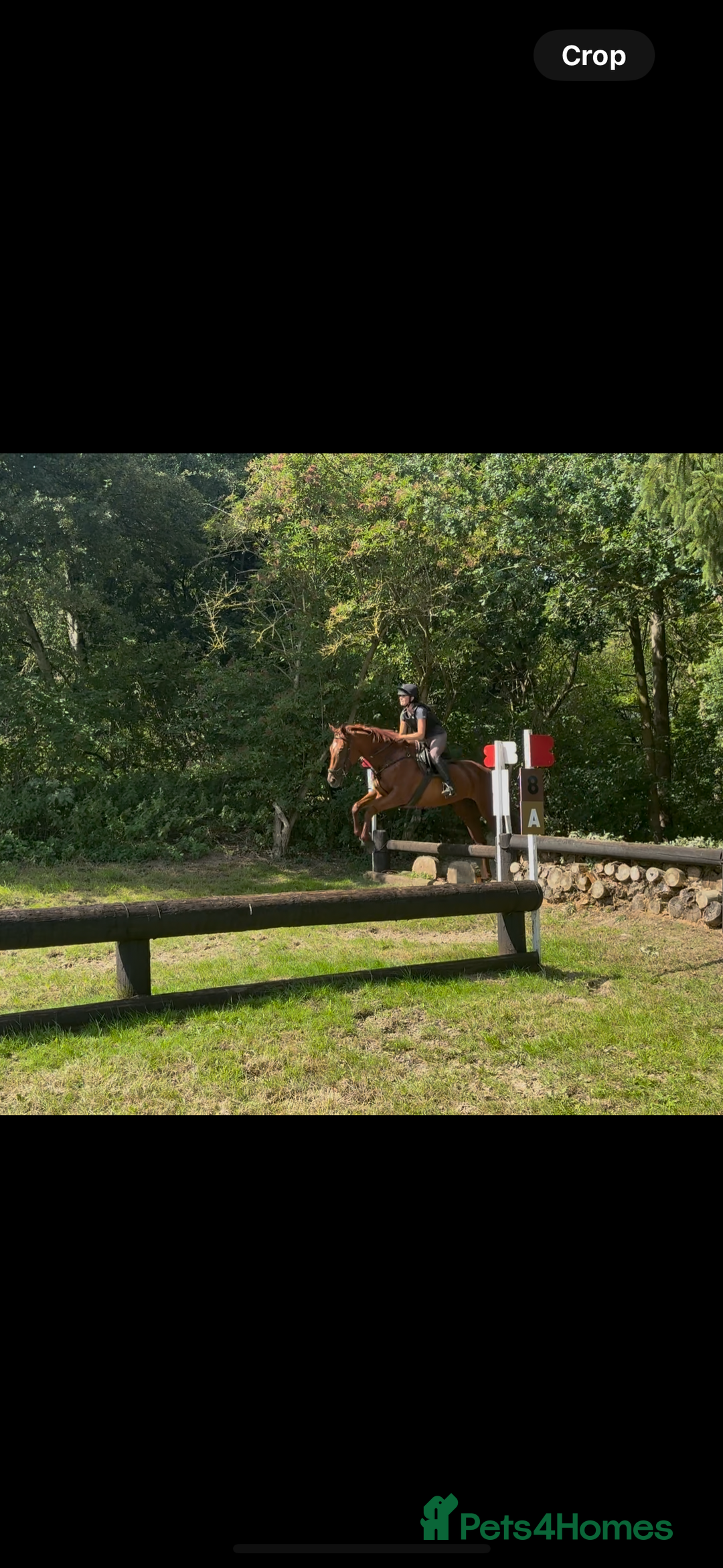 English Thoroughbred horses for sale: Five winds bunny b  - Image 4