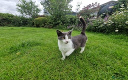 Mixed Breed cats for sale: Black and white kittens for sale - Image 7