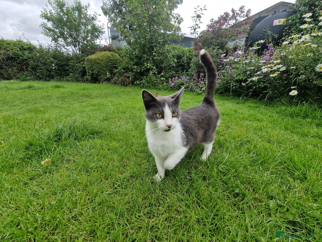 Mixed Breed cats for sale: Black and white kittens for sale - Image 7