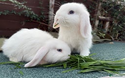 Mini Lop rabbits for sale: BEW Mini Lop Bucks for sale.  - Image 1