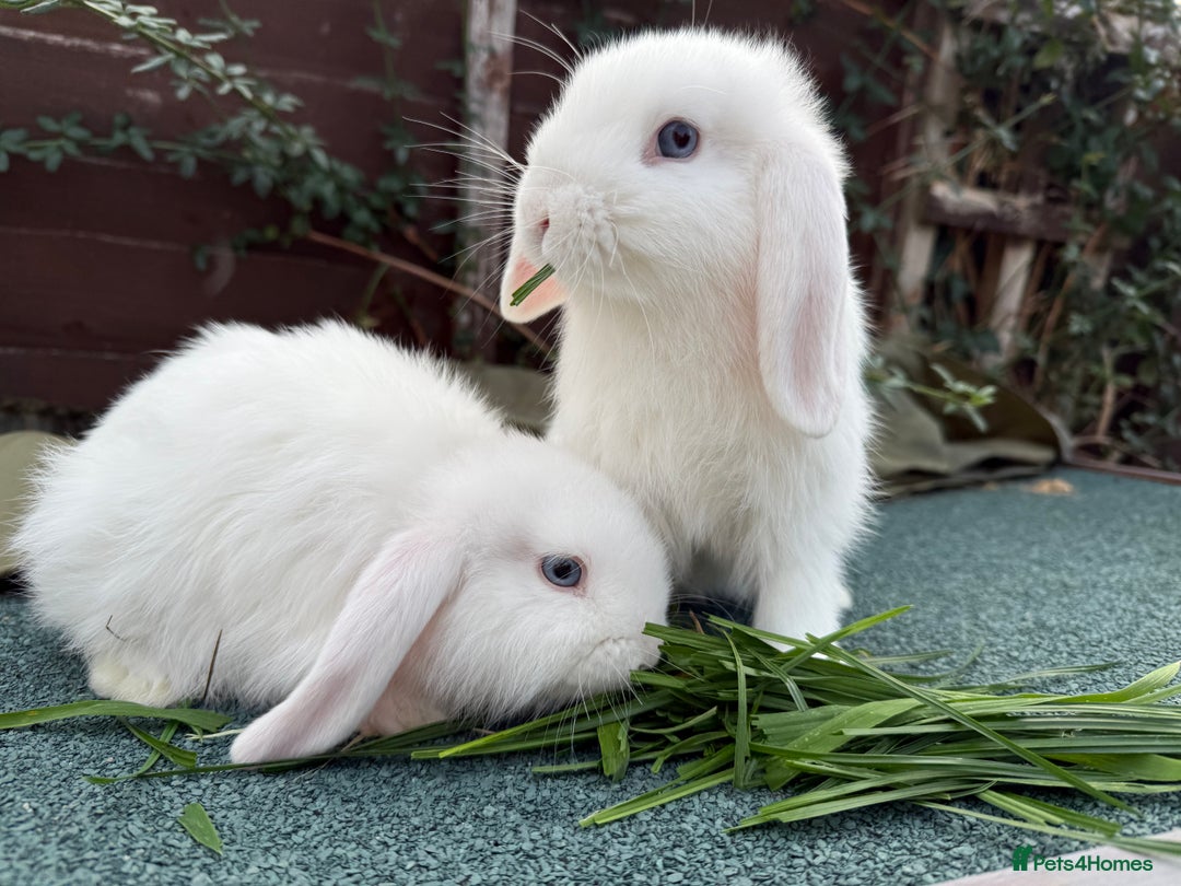 Mini Lop rabbits for sale: BEW Mini Lop Bucks for sale.  - Image 1