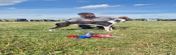 Whippet dogs for stud: Non kc whippet  in Melton Mowbray - Advert 4