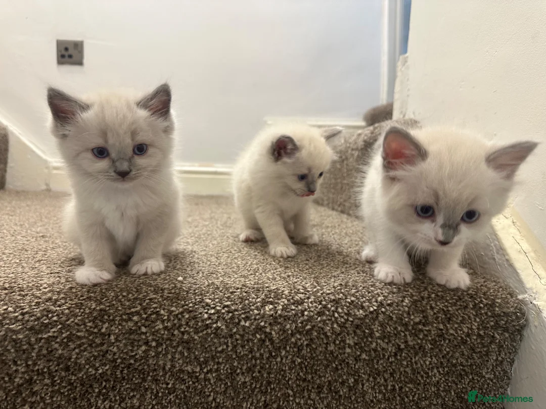 Ragdoll cats for sale: REDUCED!! FLUFFY LITTER OF 3 RAGDOLL KITTENS - Advert 1