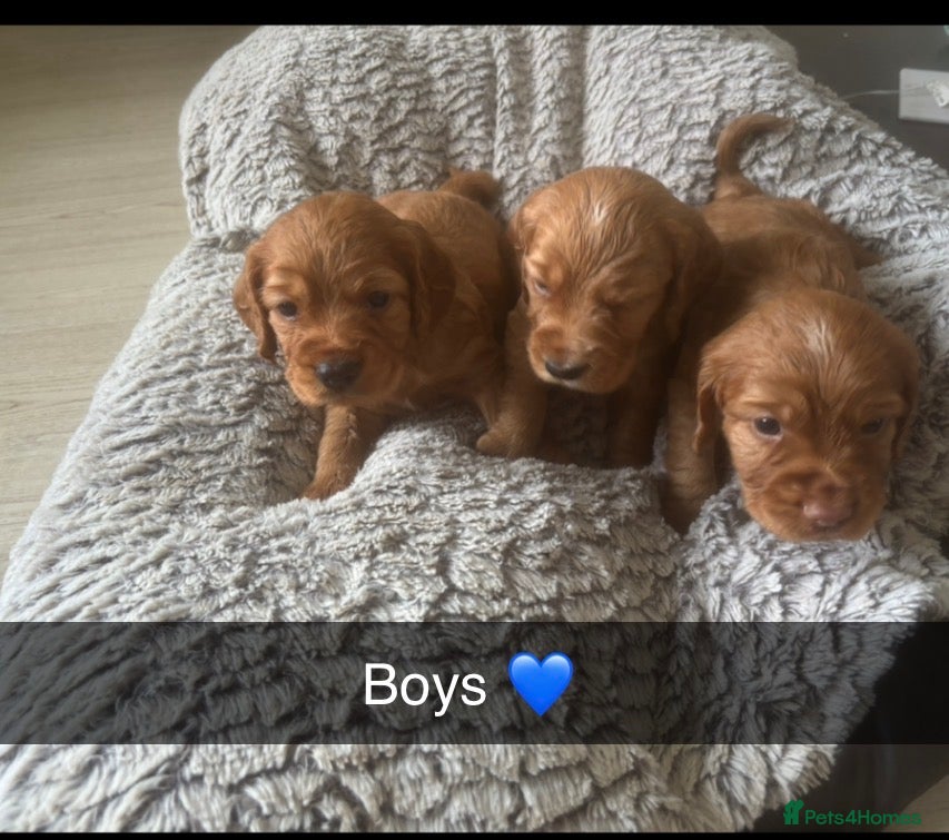 Cocker Spaniel dogs Beautiful KC Reg. Working Cocker Spaniels  - Advert 6