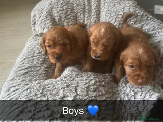 Cocker Spaniel dogs Beautiful KC Reg. Working Cocker Spaniels - Advert 6