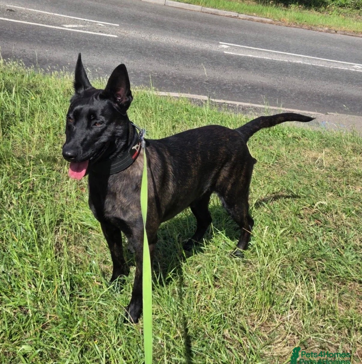 Belgian Shepherd Dog dogs Dutch herder  - Advert 1