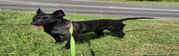 Belgian Shepherd Dog dogs for sale: Dutch herder  in Bedworth - Advert 1