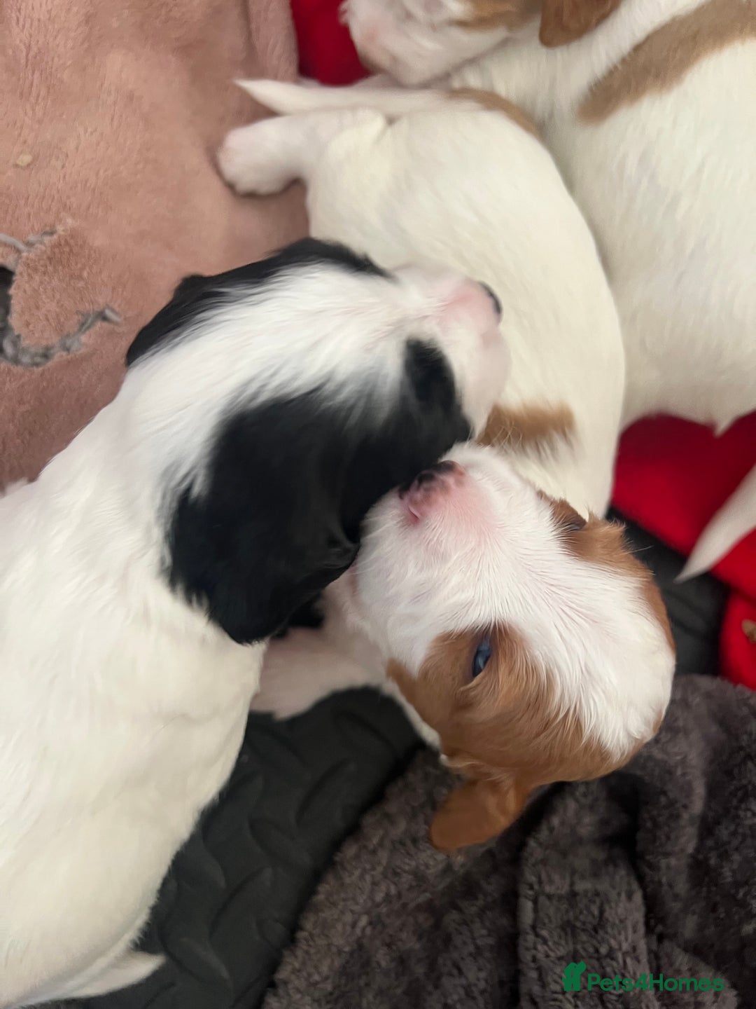 Sprocker dogs for sale: Sprocker puppies for sale - Image 4
