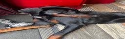 Dobermann dogs for sale: Loving, Cat-Free Home for Wonderful Doberman Girl - Advert 15