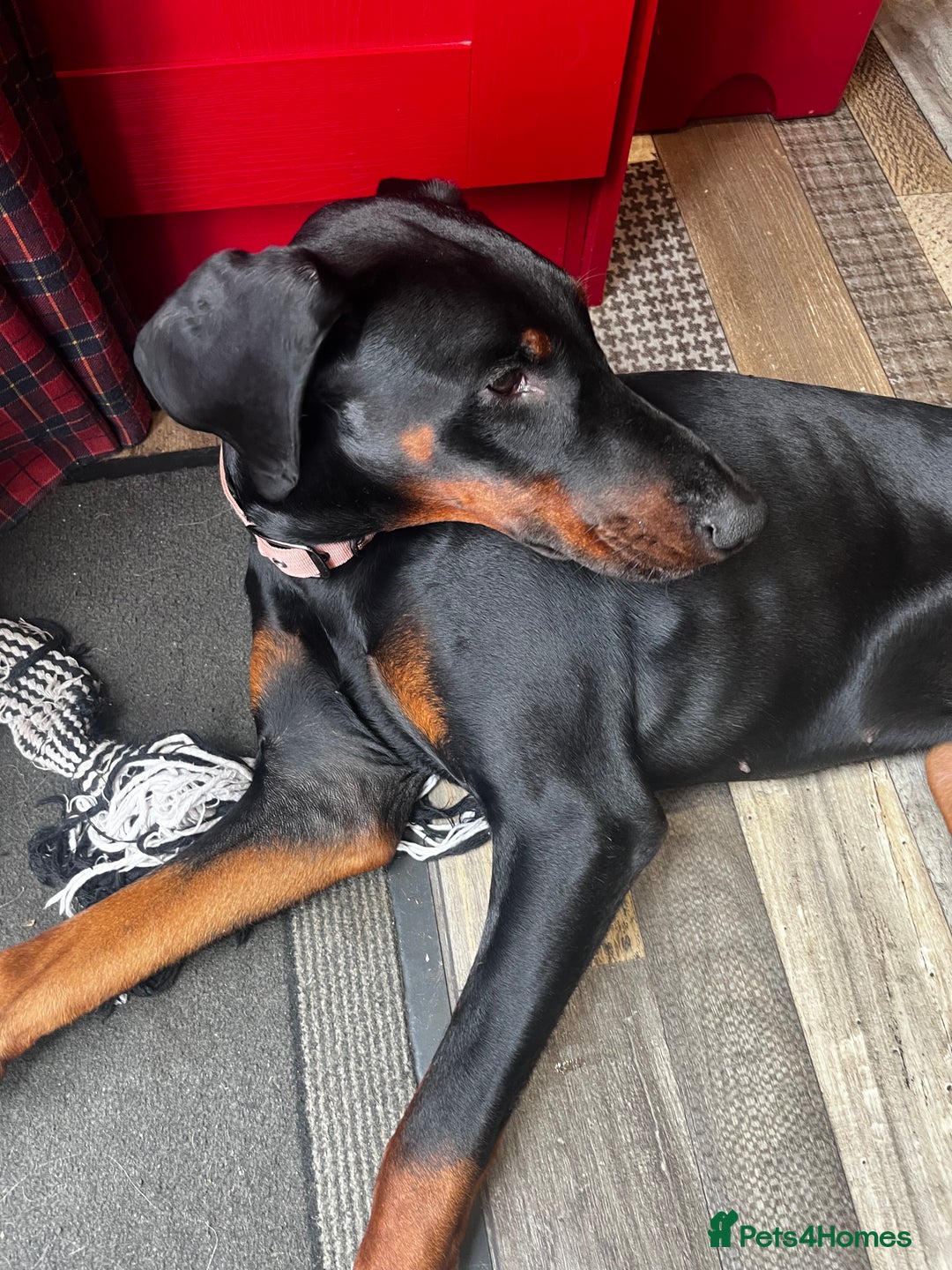 Dobermann dogs for sale: Loving, Cat-Free Home for Wonderful Doberman Girl - Advert 15
