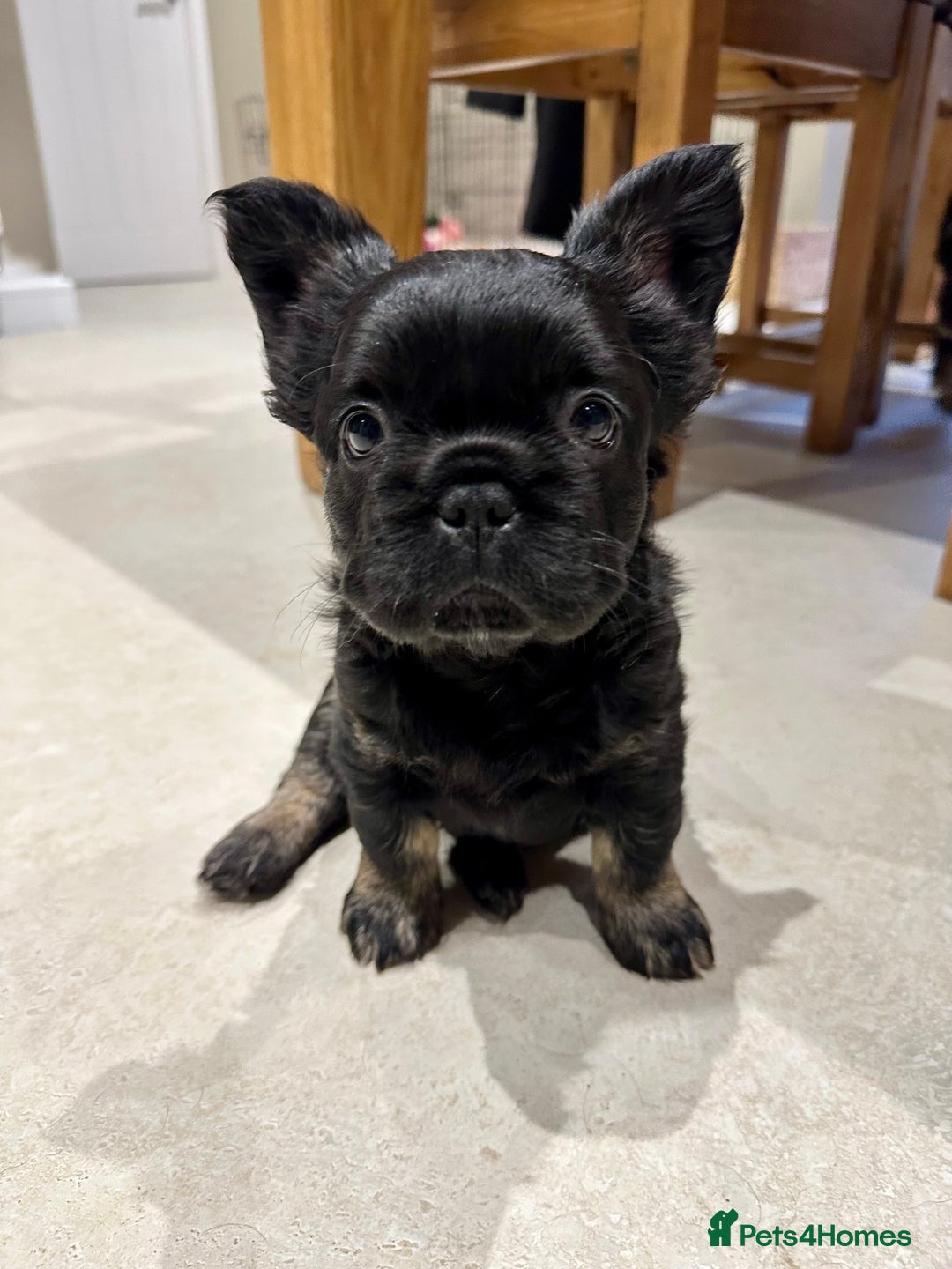 French Bulldog dogs for sale: Fluffy French Bulldog Puppy x 2 - Advert 8