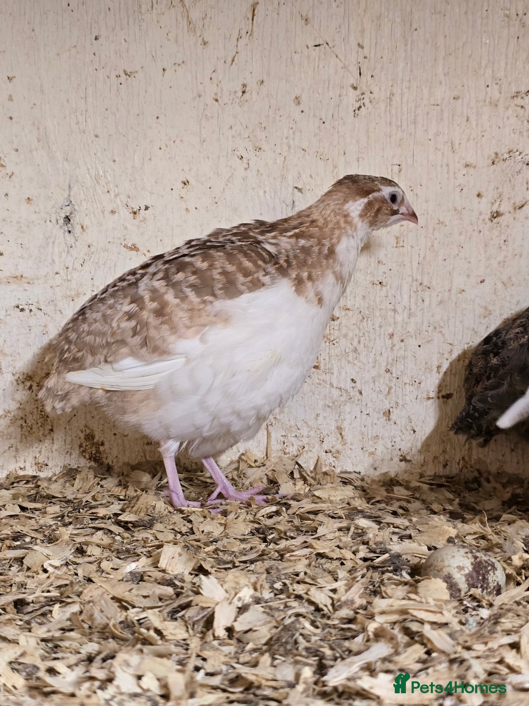 Quail poultry for sale: Pansy and Coturnix Quail Hens  - Advert 2