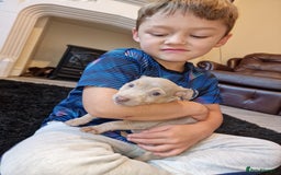 Jack Russell dogs for sale: Beautiful Muchwenlock Jack Russell puppies - Image 19