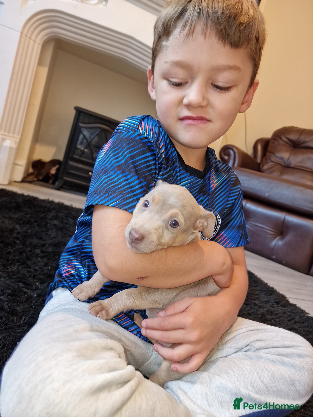 Jack Russell dogs for sale: Beautiful Muchwenlock Jack Russell puppies - Image 19