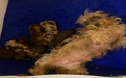 Miniature Dachshund dogs for sale: Wirehaired KC reg mini dachshunds  - Image 5