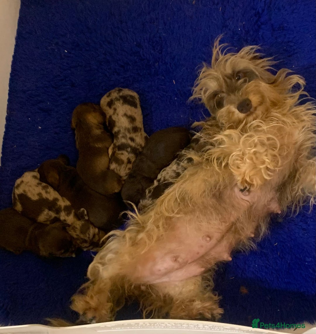 Miniature Dachshund dogs for sale: Wirehaired KC reg mini dachshunds  - Image 5