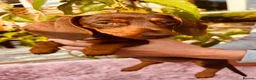Miniature Dachshund dogs for sale: Puppy for Sale Outstanding KC Male Mini Dachshund  - Advert 37
